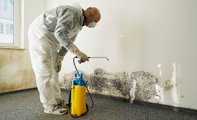 Mold Documentation for Insurance Claims in Dunkirk, IN